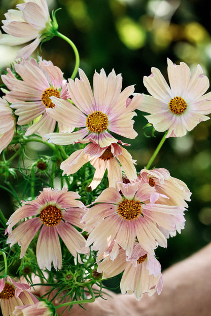Cosmos bipinnatus &