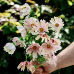 Cosmos bipinnatus 'apricot lemonade'-Angelo