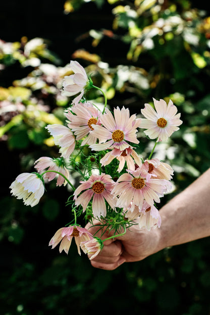 Cosmos bipinnatus &