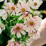Cosmos bipinnatus 'apricot lemonade'-Angelo