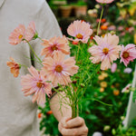 Cosmos bipinnatus 'apricotta'-Angelo