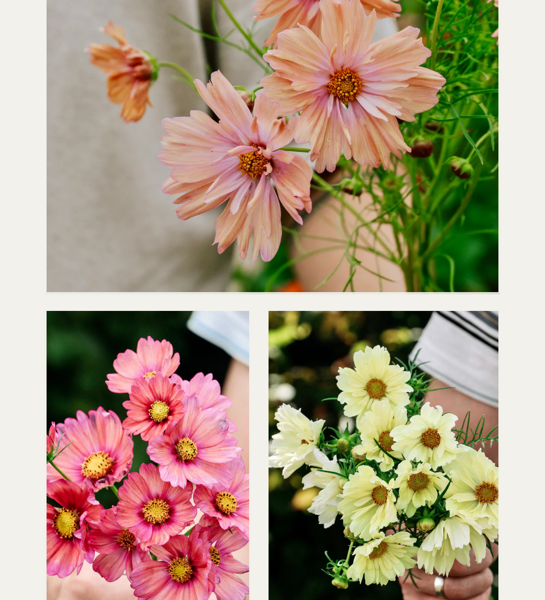 Cosmos bipinnatus 'Cotton Candy Mix'-Angelo