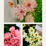 Cosmos bipinnatus 'Cotton Candy Mix'-Angelo