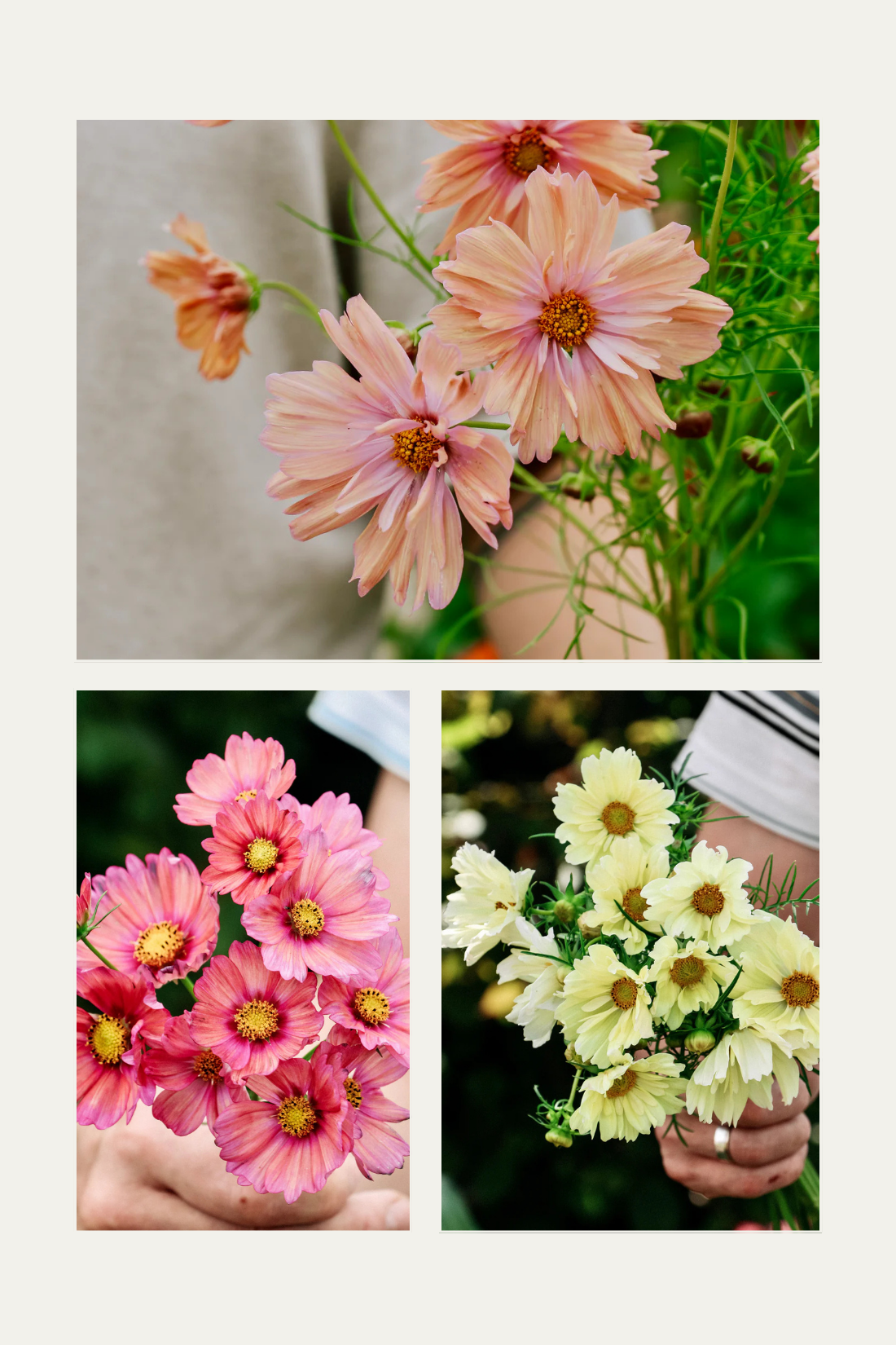 Cosmos bipinnatus 'Cotton Candy Mix'-Angelo