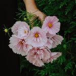 Cosmos bipinnatus 'cupcakes blush'-Angelo