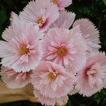 Cosmos bipinnatus 'cupcakes blush'-Angelo