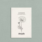 Cosmos bipinnatus 'cupcakes white'-Angelo