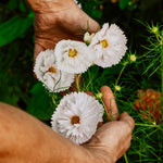 Cosmos bipinnatus 'cupcakes white'-Angelo