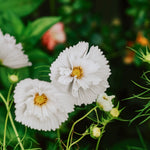 Cosmos bipinnatus 'cupcakes white'-Angelo