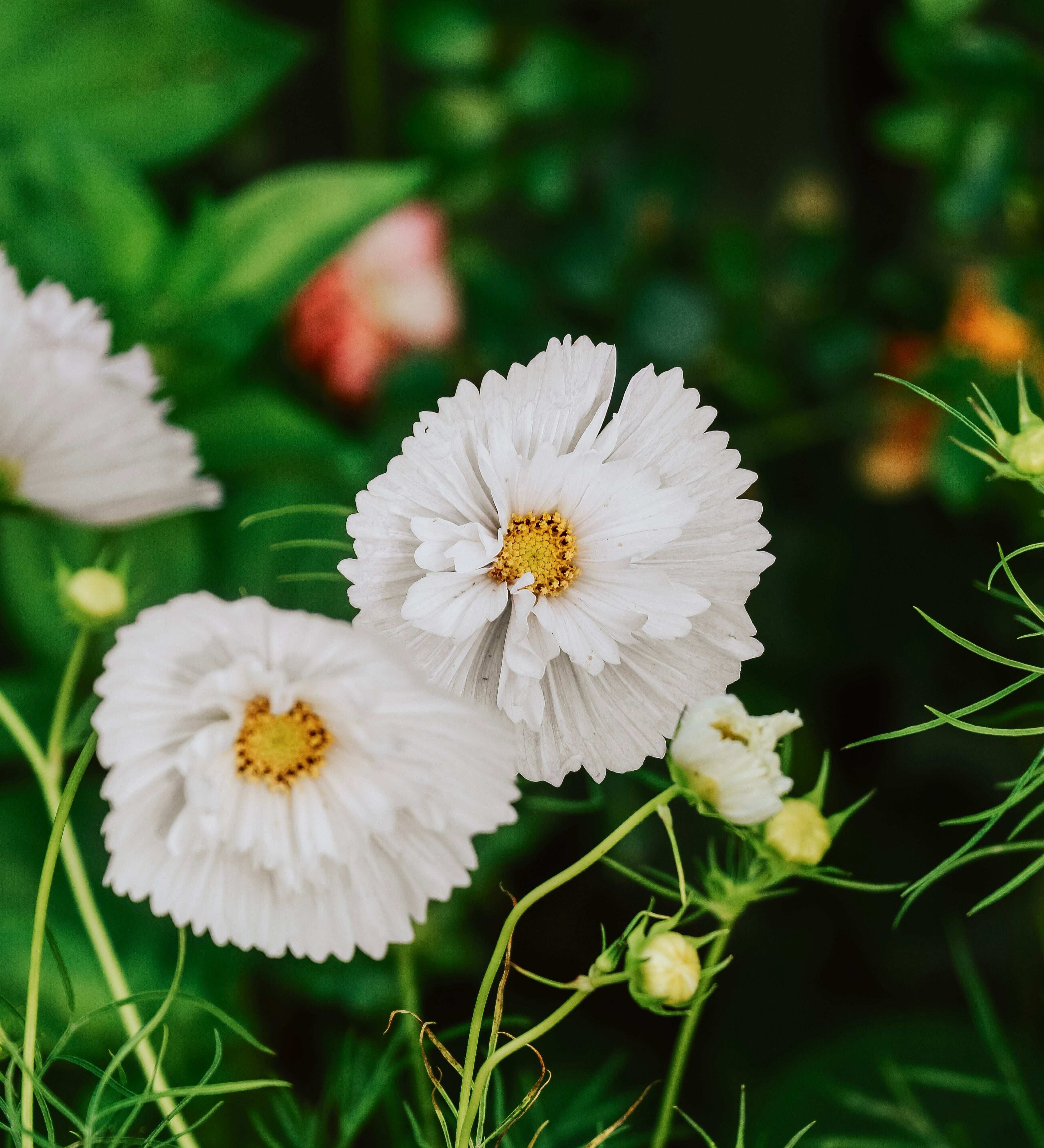 Cosmos bipinnatus 'cupcakes white'-Angelo