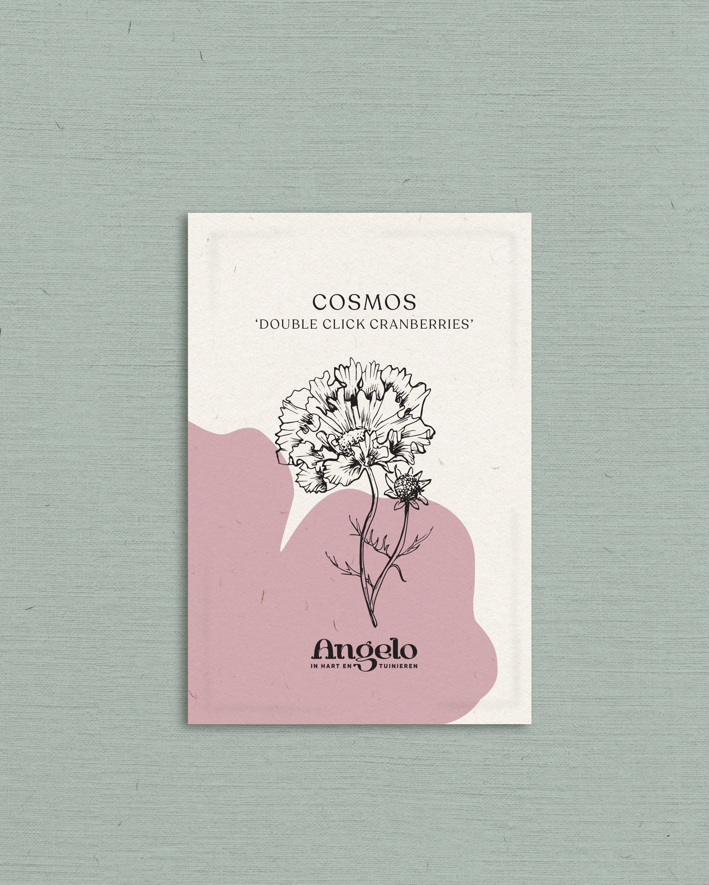Cosmos bipinnatus 'Double Click Cranberries'-Angelo