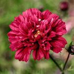 Cosmos bipinnatus 'Double Click Cranberries'-Angelo