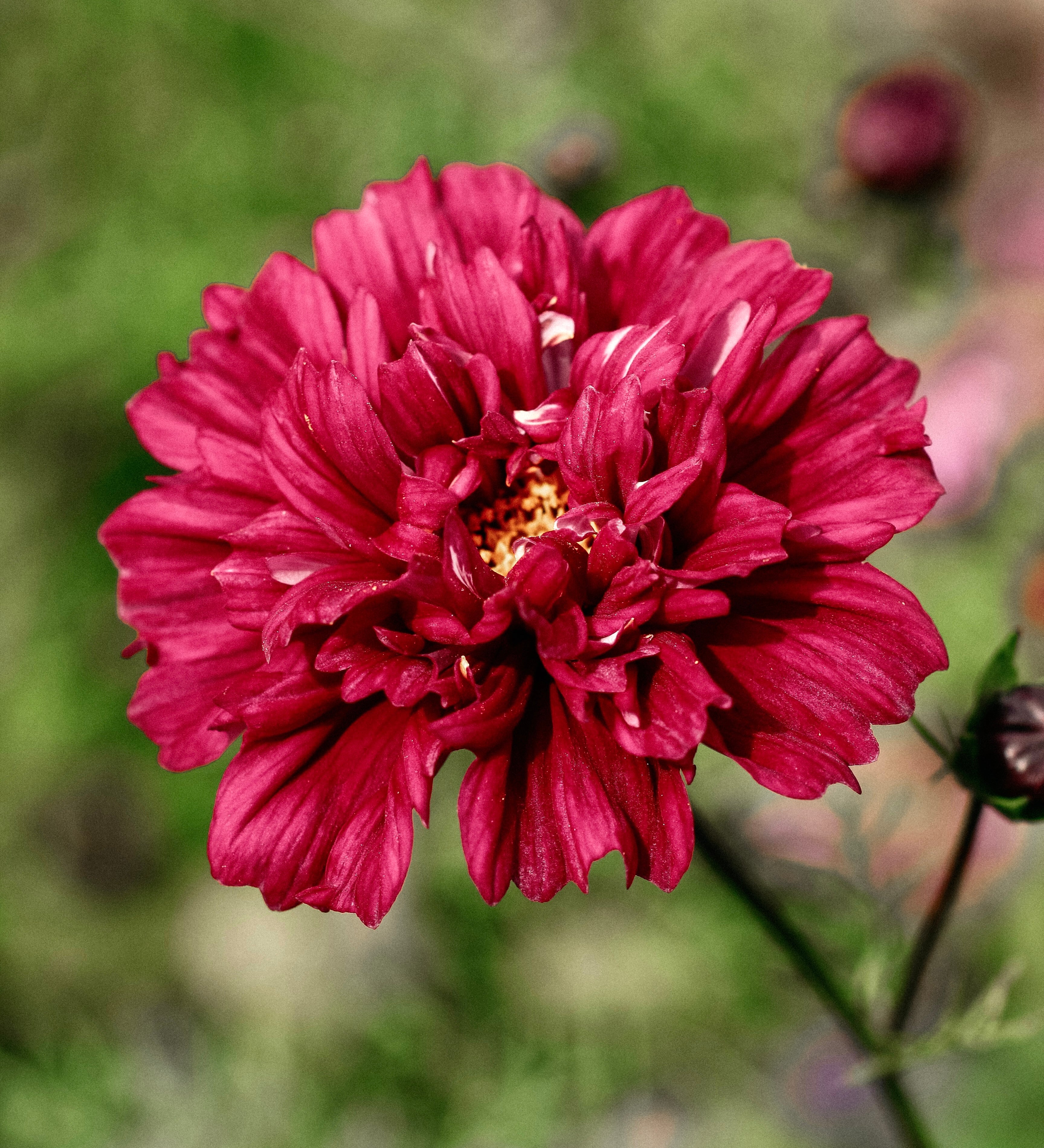 Cosmos bipinnatus 'Double Click Cranberries'-Angelo