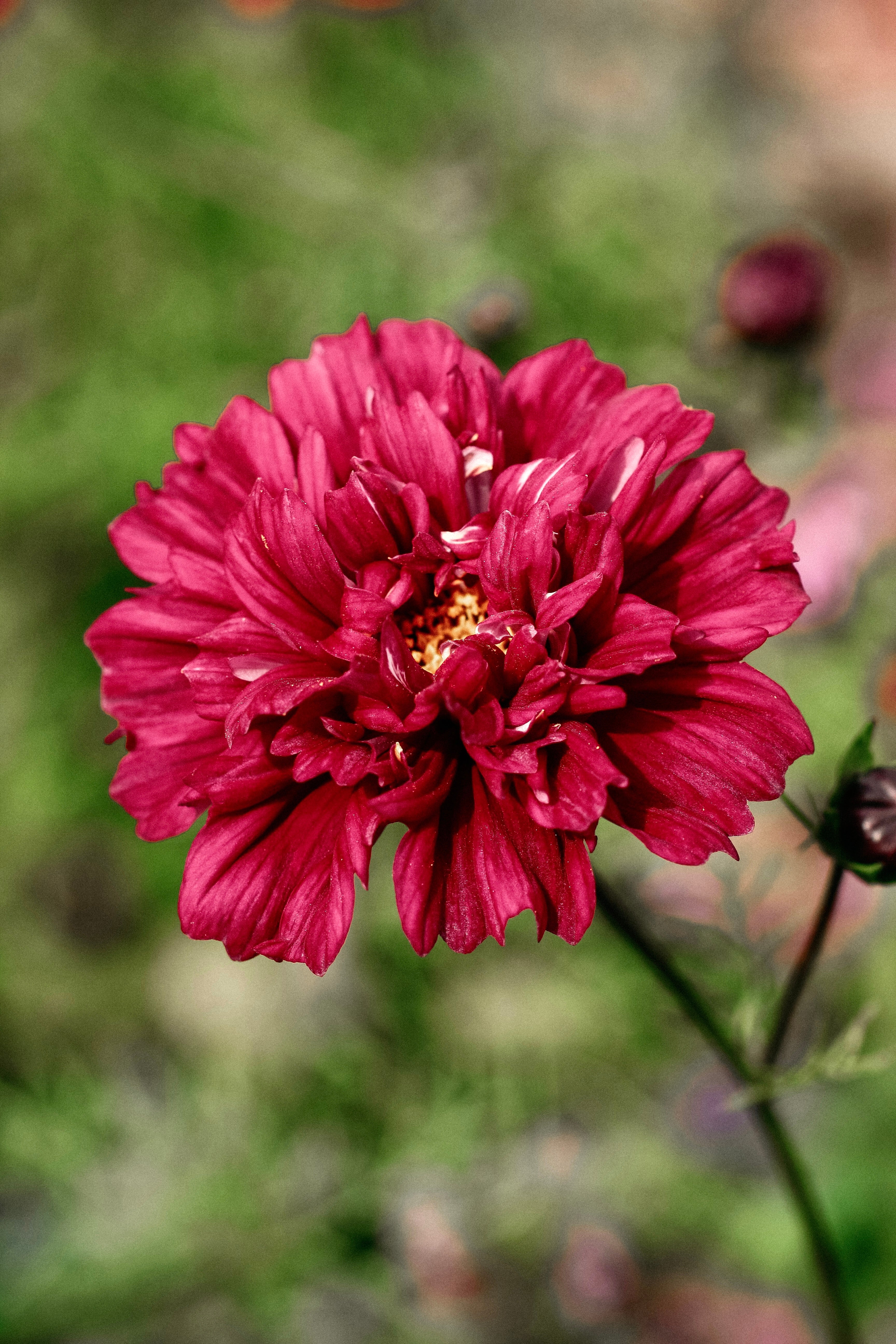 Cosmos bipinnatus 'Double Click Cranberries'-Angelo