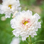 Cosmos bipinnatus 'Double Click Snowpuff'-Angelo