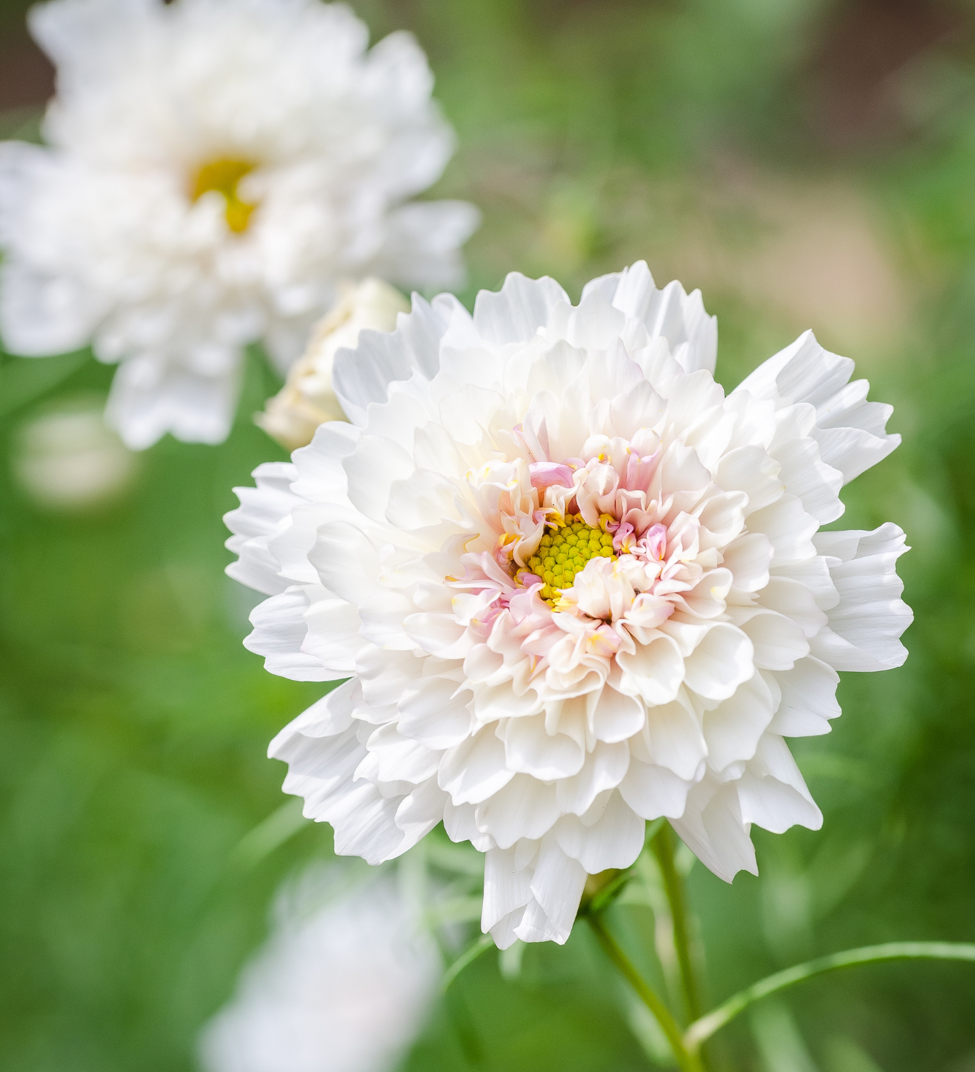 Cosmos bipinnatus 'Double Click Snowpuff'-Angelo