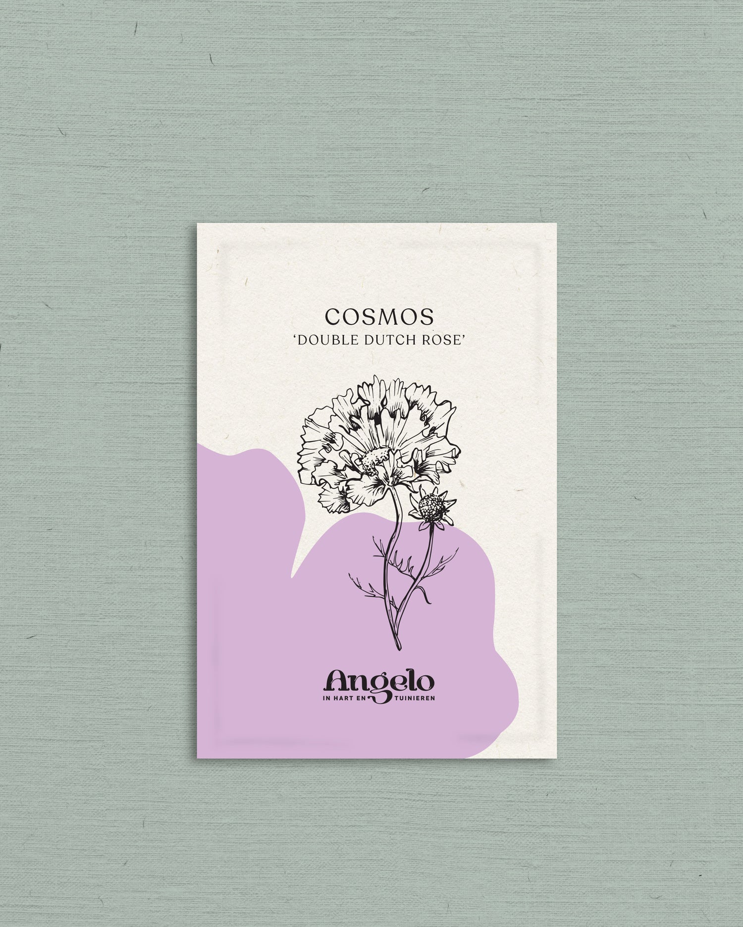 Cosmos bipinnatus &