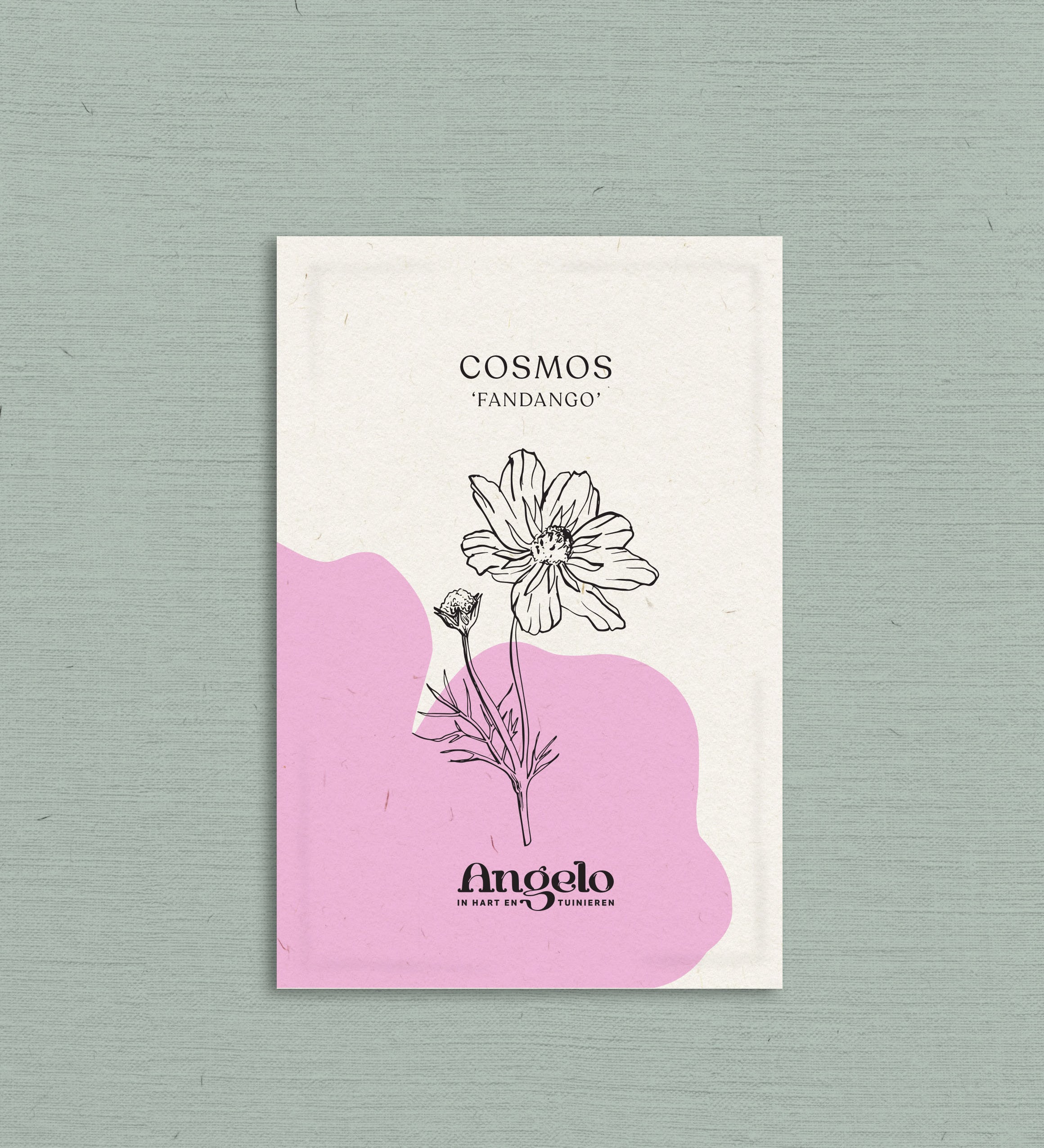 Cosmos bipinnatus 'Fandango'-Angelo