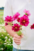 Cosmos bipinnatus &