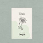 Cosmos bipinnatus 'fizzy white'-Angelo