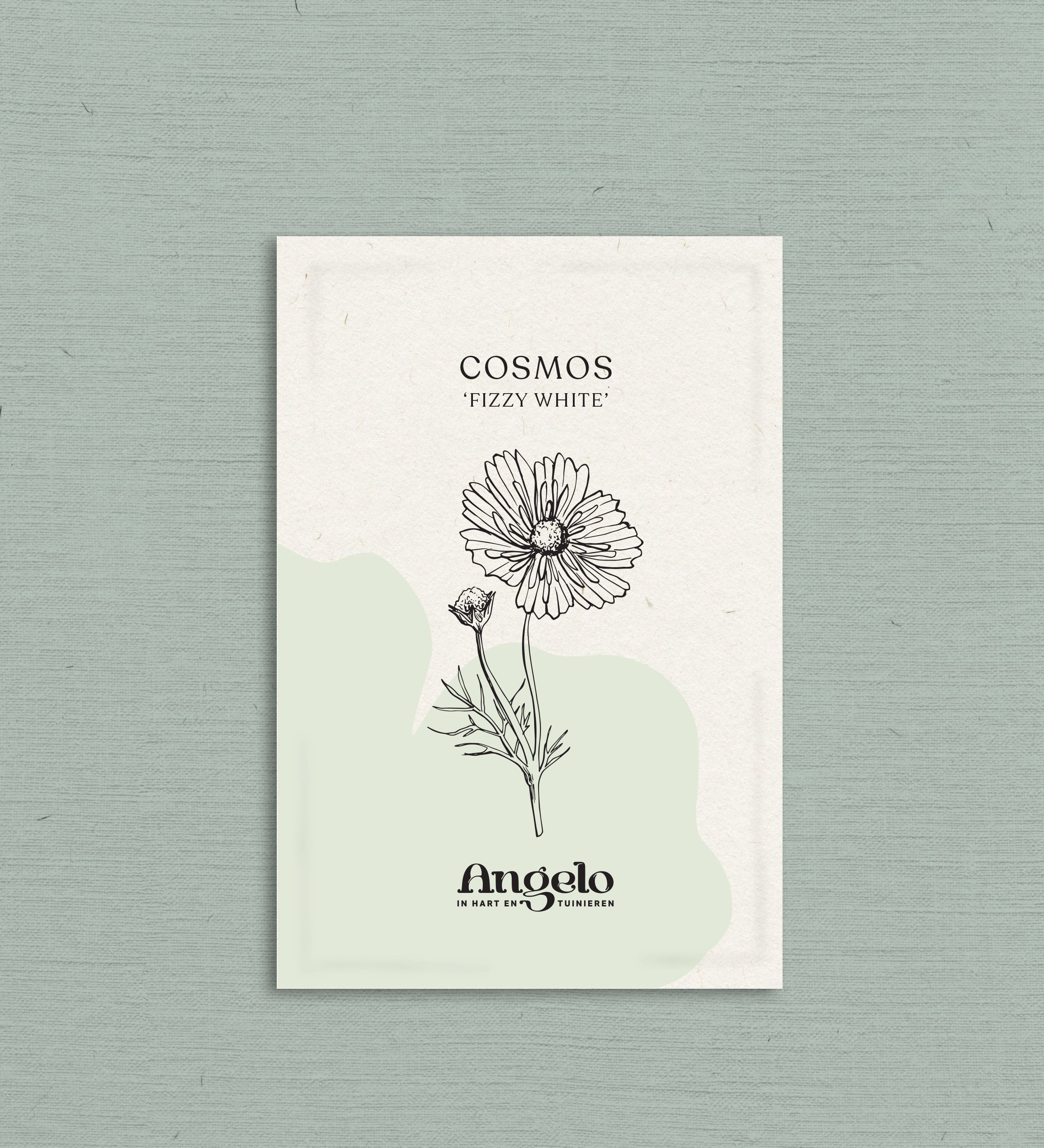 Cosmos bipinnatus 'fizzy white'-Angelo