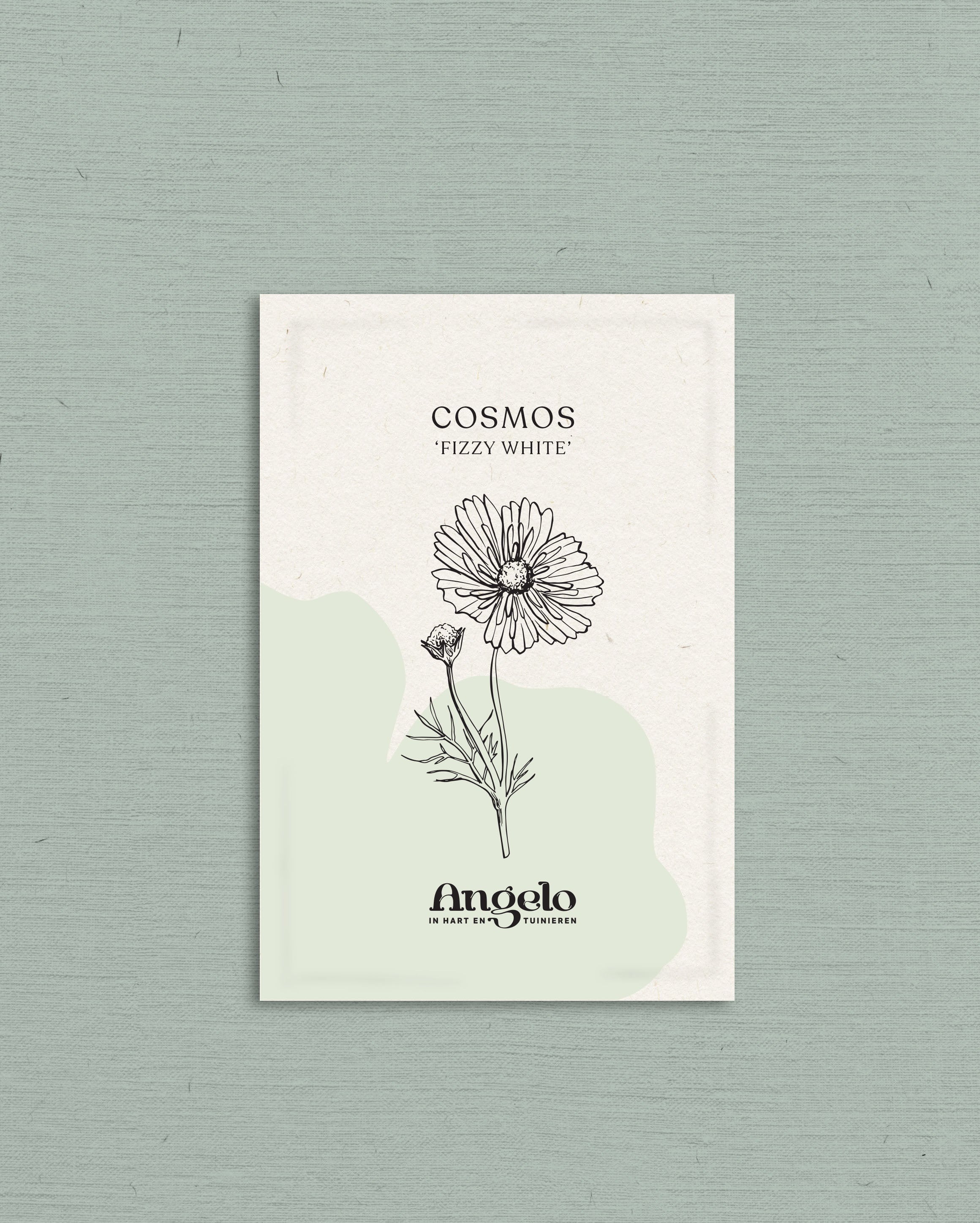 Cosmos bipinnatus 'fizzy white'-Angelo