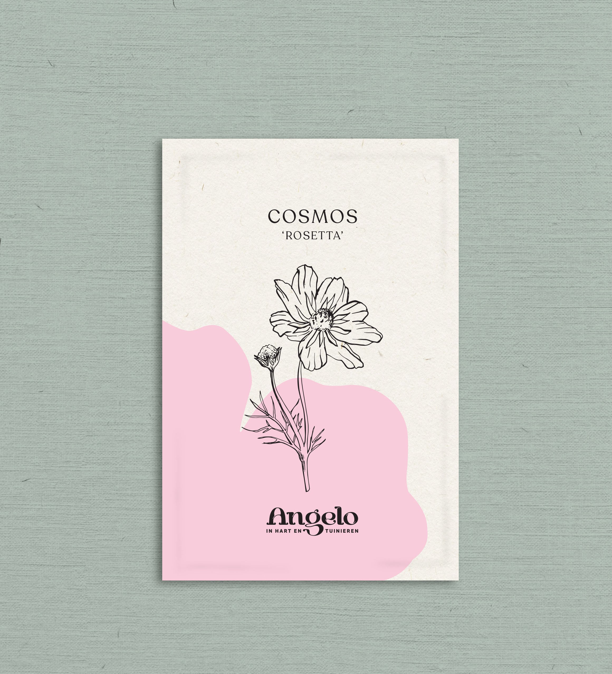 Cosmos bipinnatus 'Rosetta'-Angelo