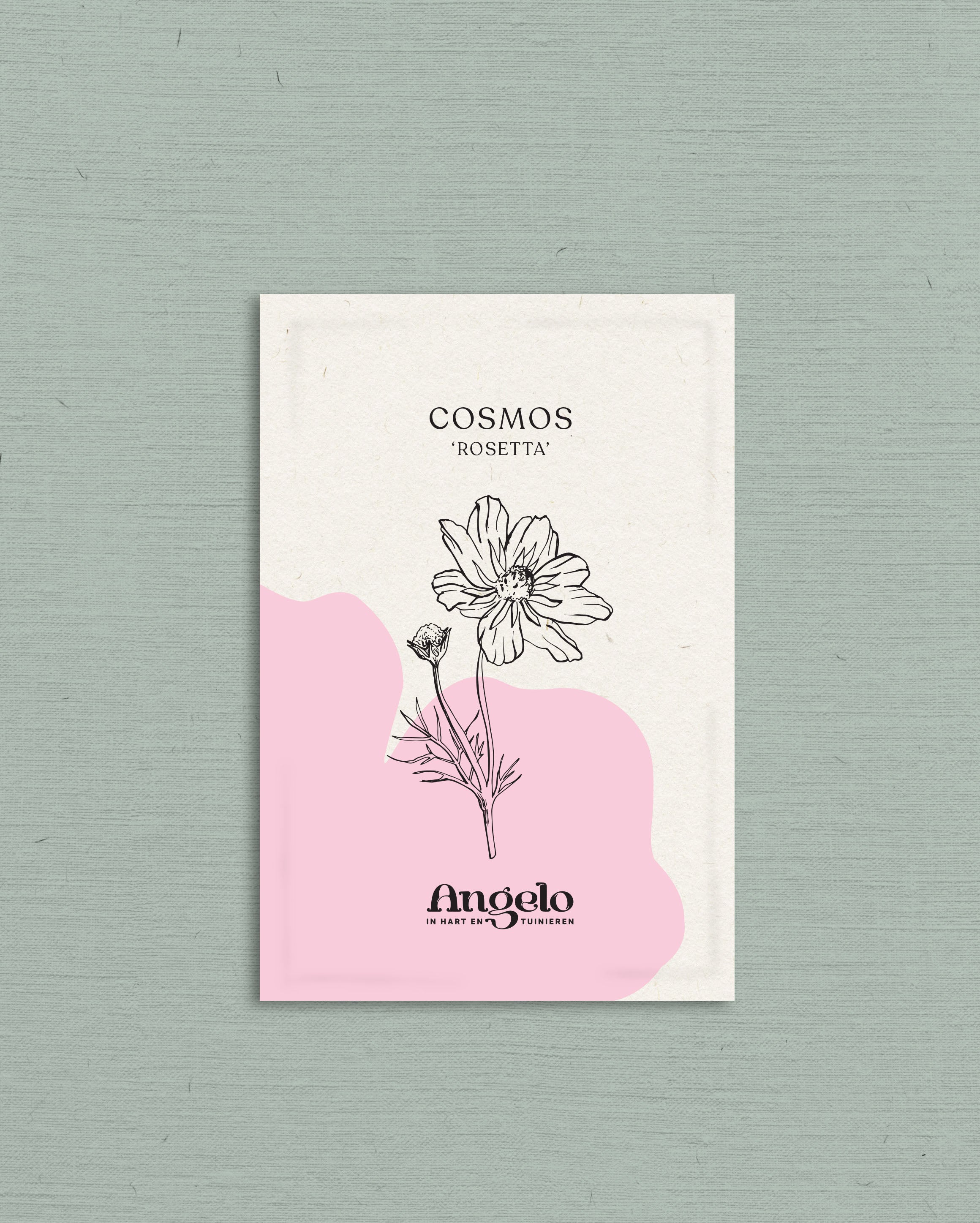 Cosmos bipinnatus 'Rosetta'-Angelo