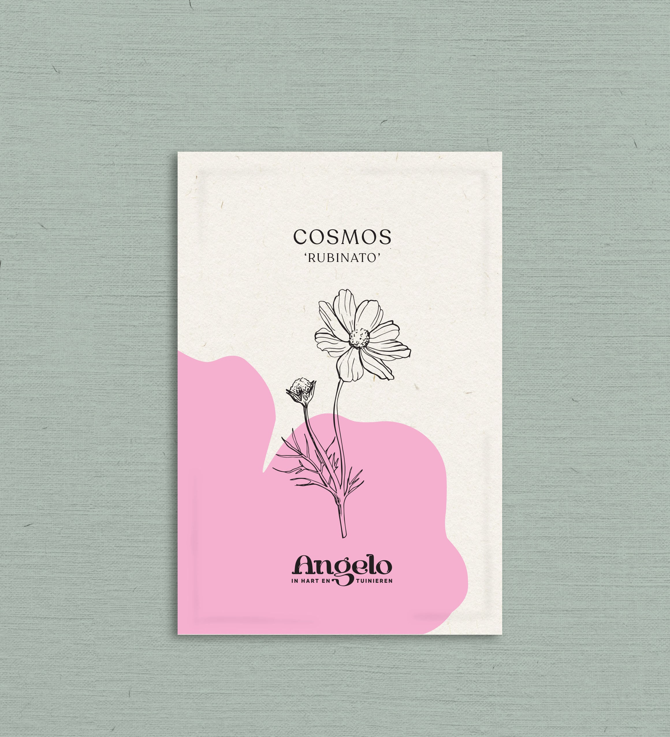 Cosmos bipinnatus 'Rubinato'-Angelo