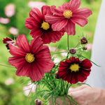Cosmos bipinnatus 'Rubinato'-Angelo