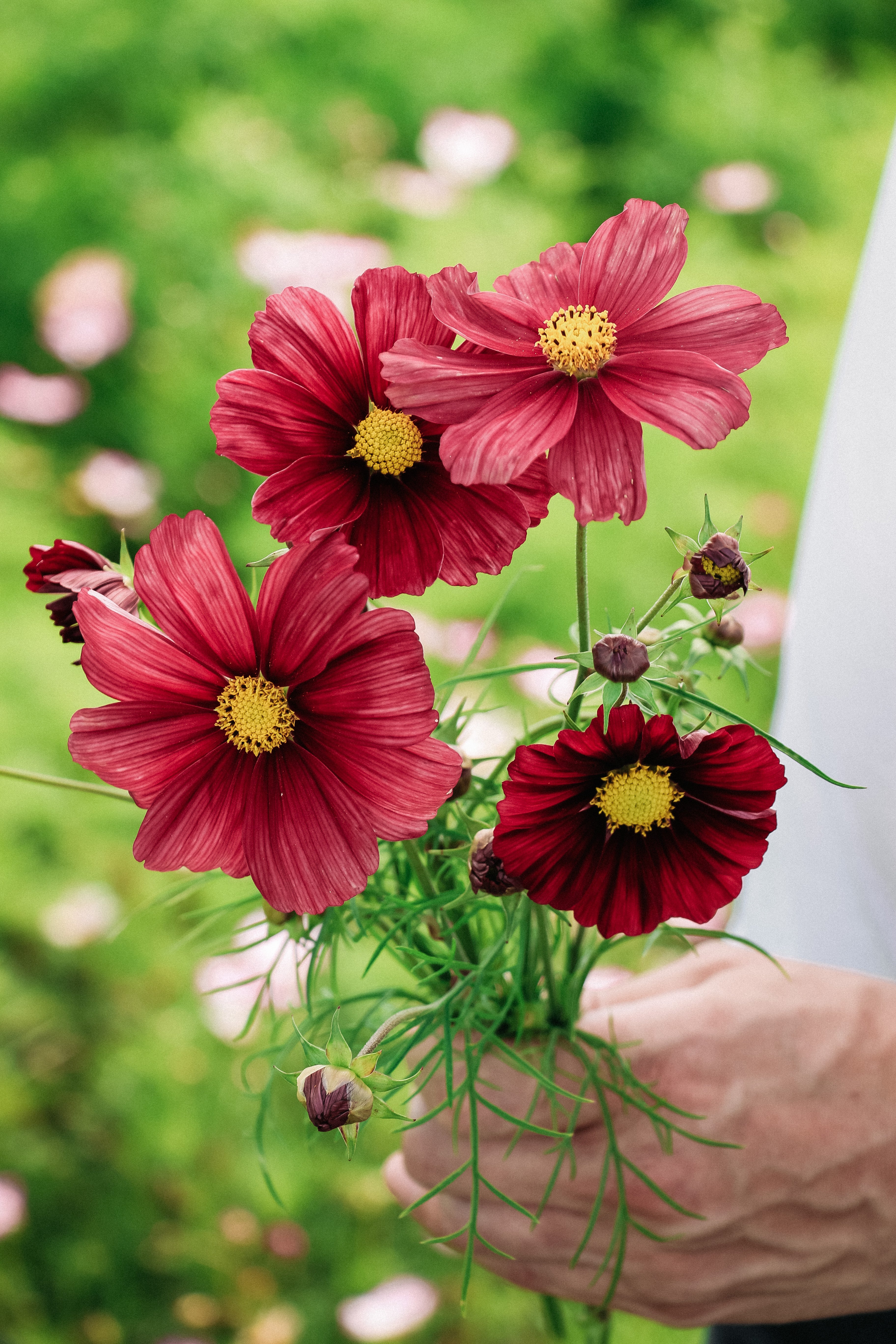 Cosmos bipinnatus 'Rubinato'-Angelo