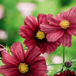 Cosmos bipinnatus 'Rubinato'-Angelo