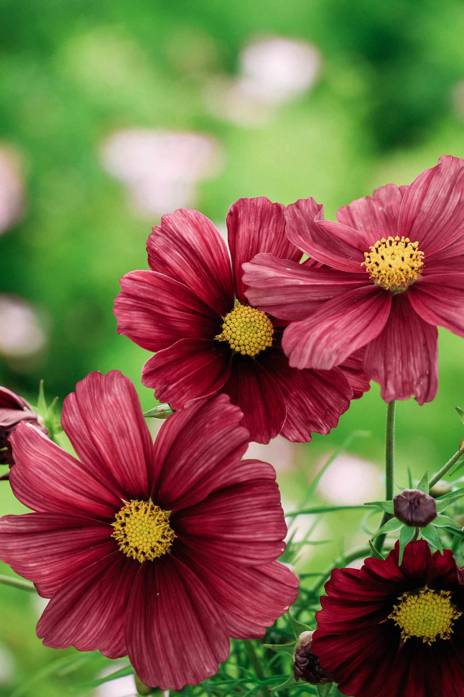 Cosmos bipinnatus &