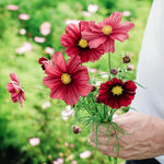 Cosmos bipinnatus 'Rubinato'-Angelo