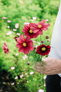 Cosmos bipinnatus 'Rubinato'-Angelo