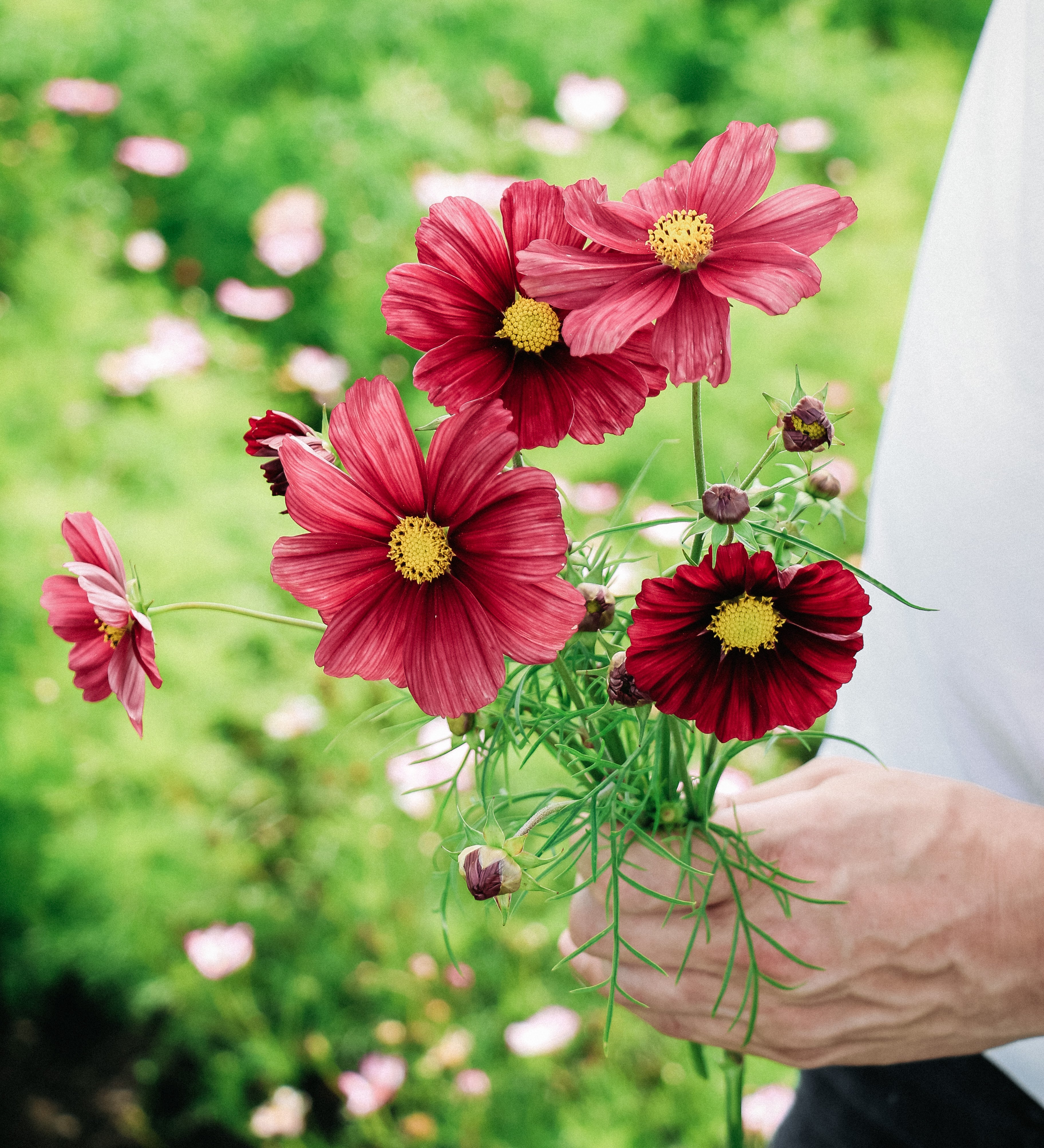 Cosmos bipinnatus 'Rubinato'-Angelo