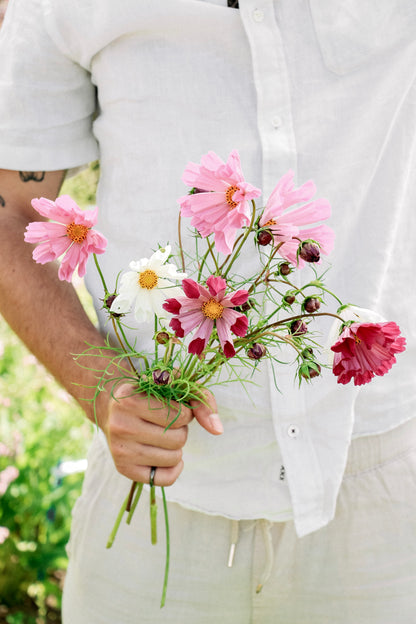 Cosmos bipinnatus &