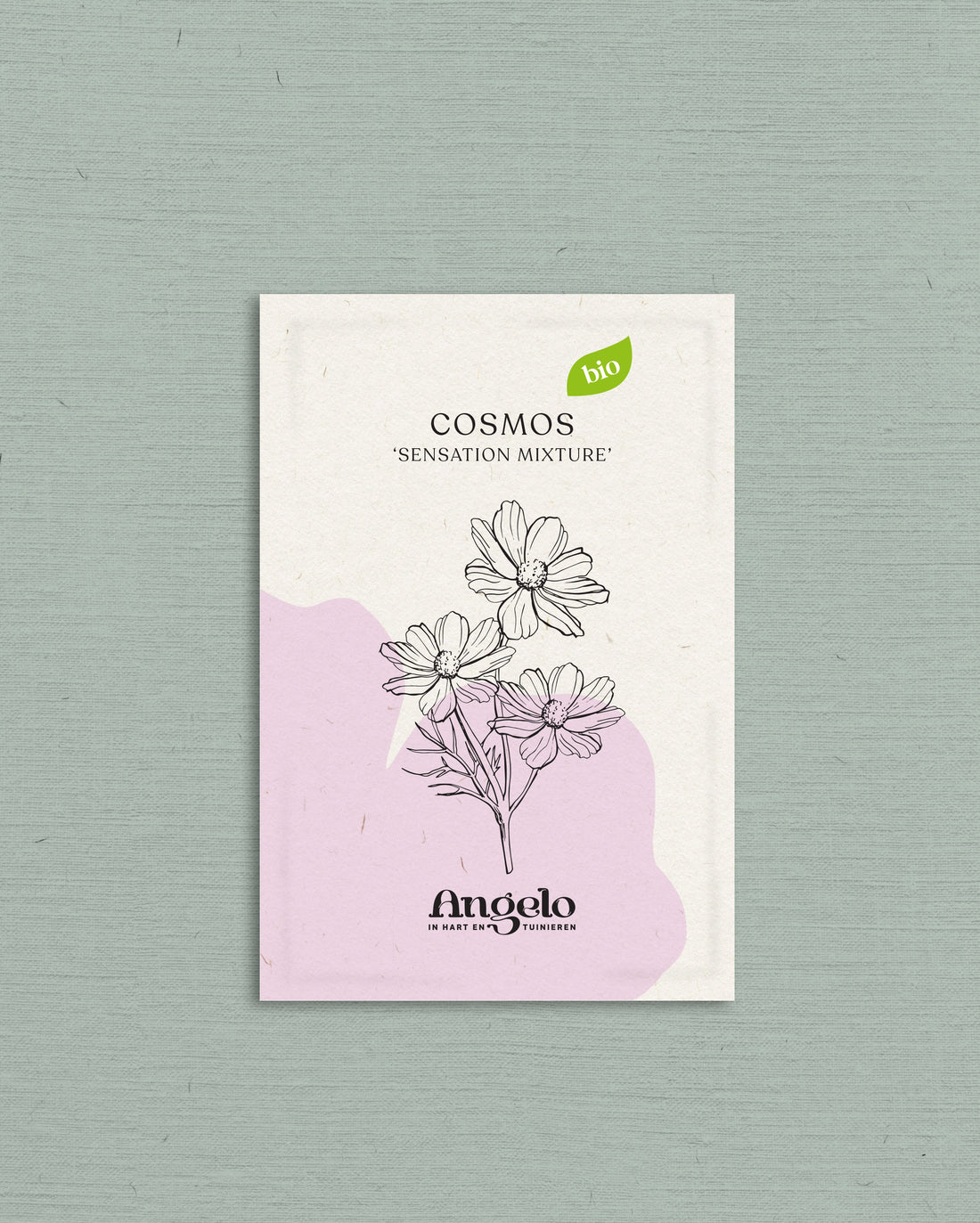Cosmos bipinnatus &