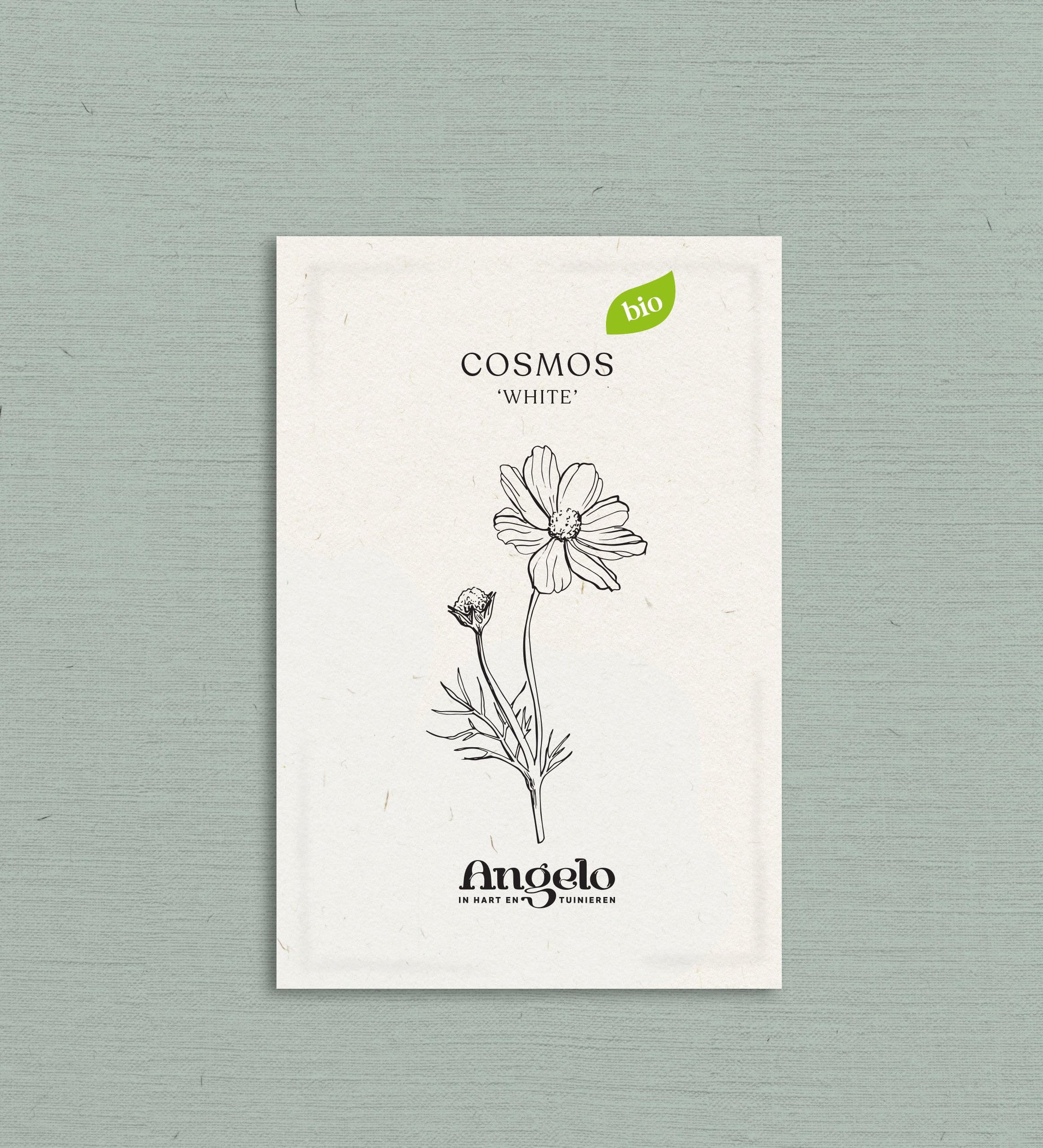 Cosmos bipinnatus 'White'-Angelo