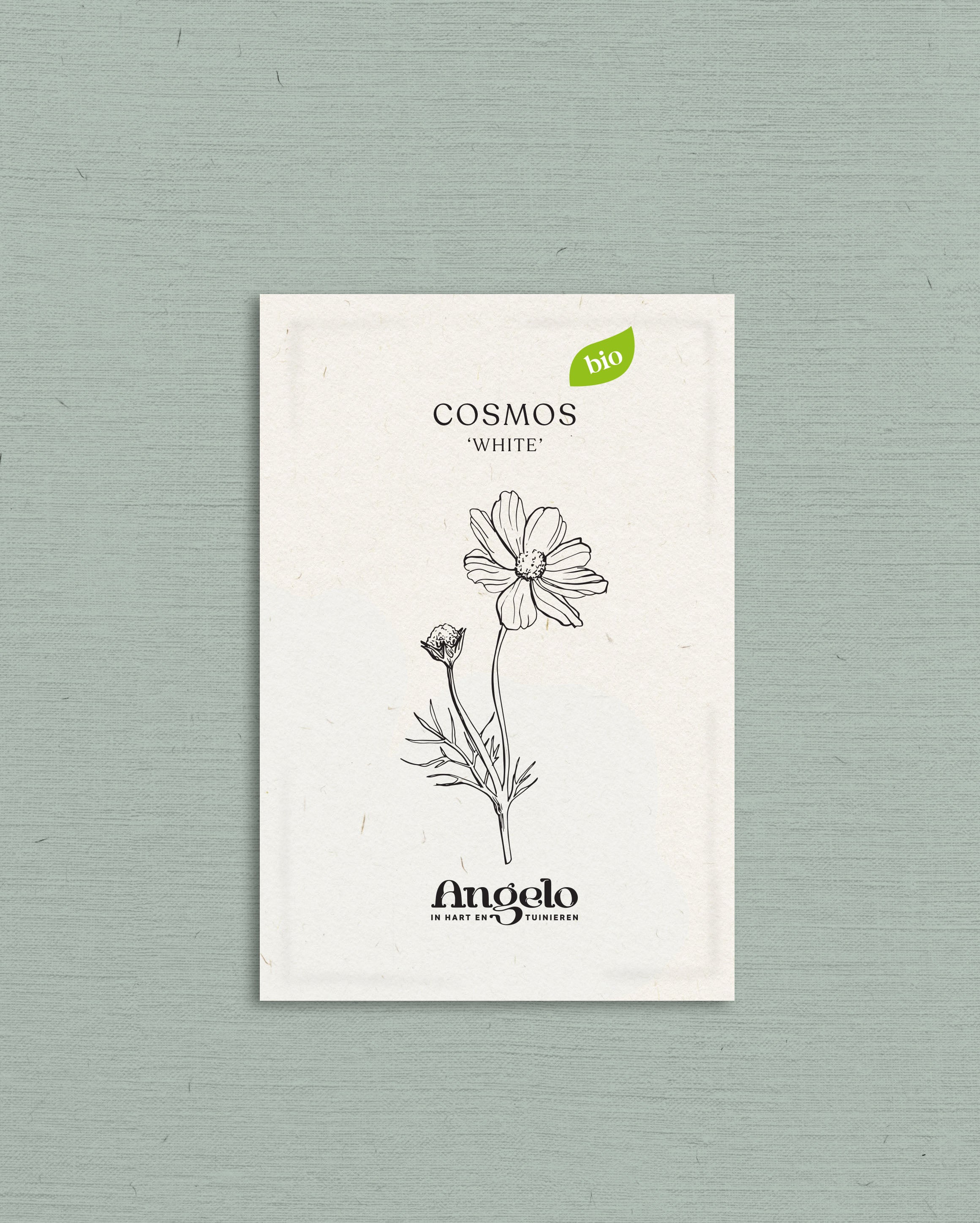 Cosmos bipinnatus 'White'-Angelo
