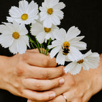 Cosmos bipinnatus 'White'-Angelo