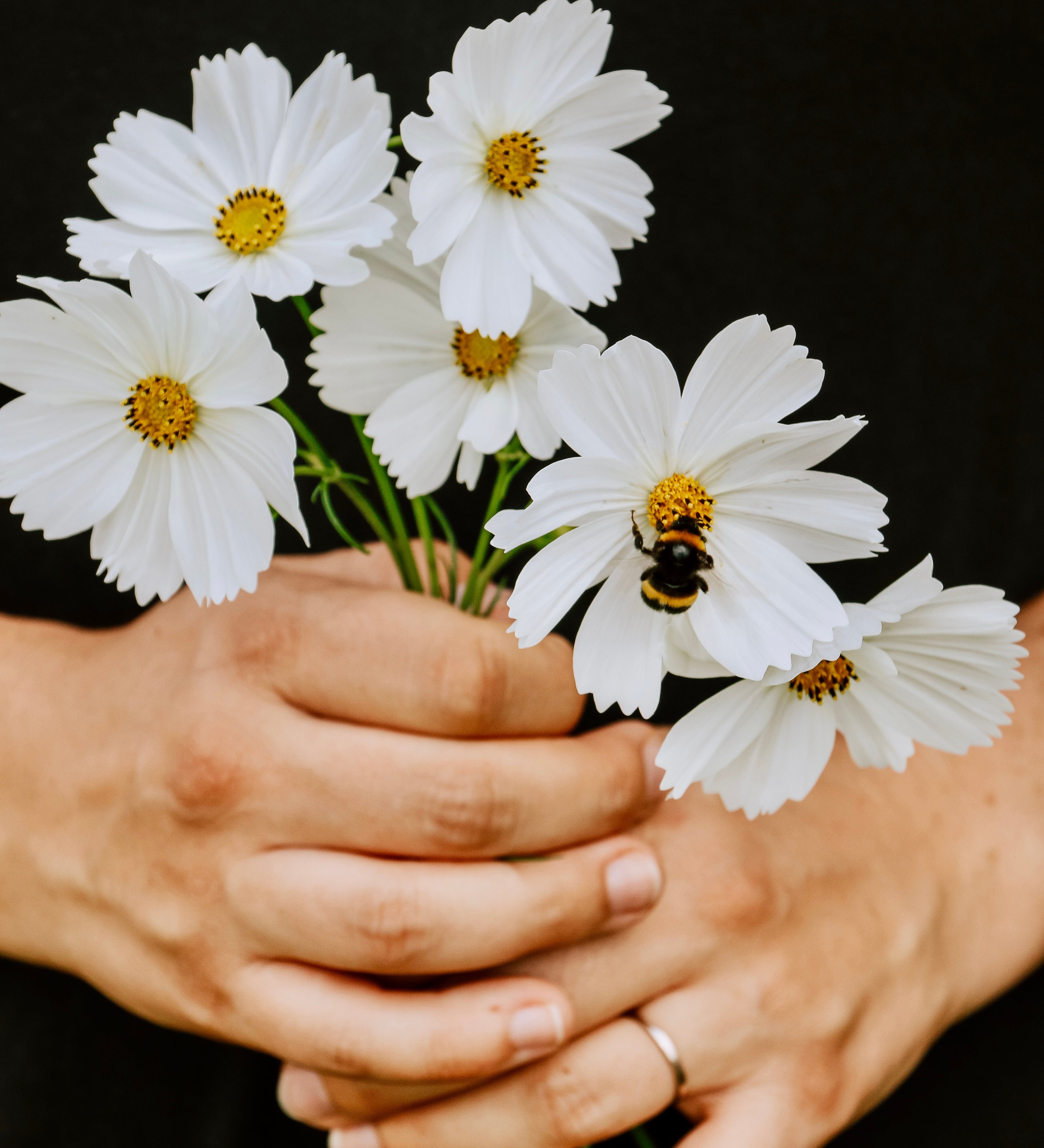 Cosmos bipinnatus 'White'-Angelo