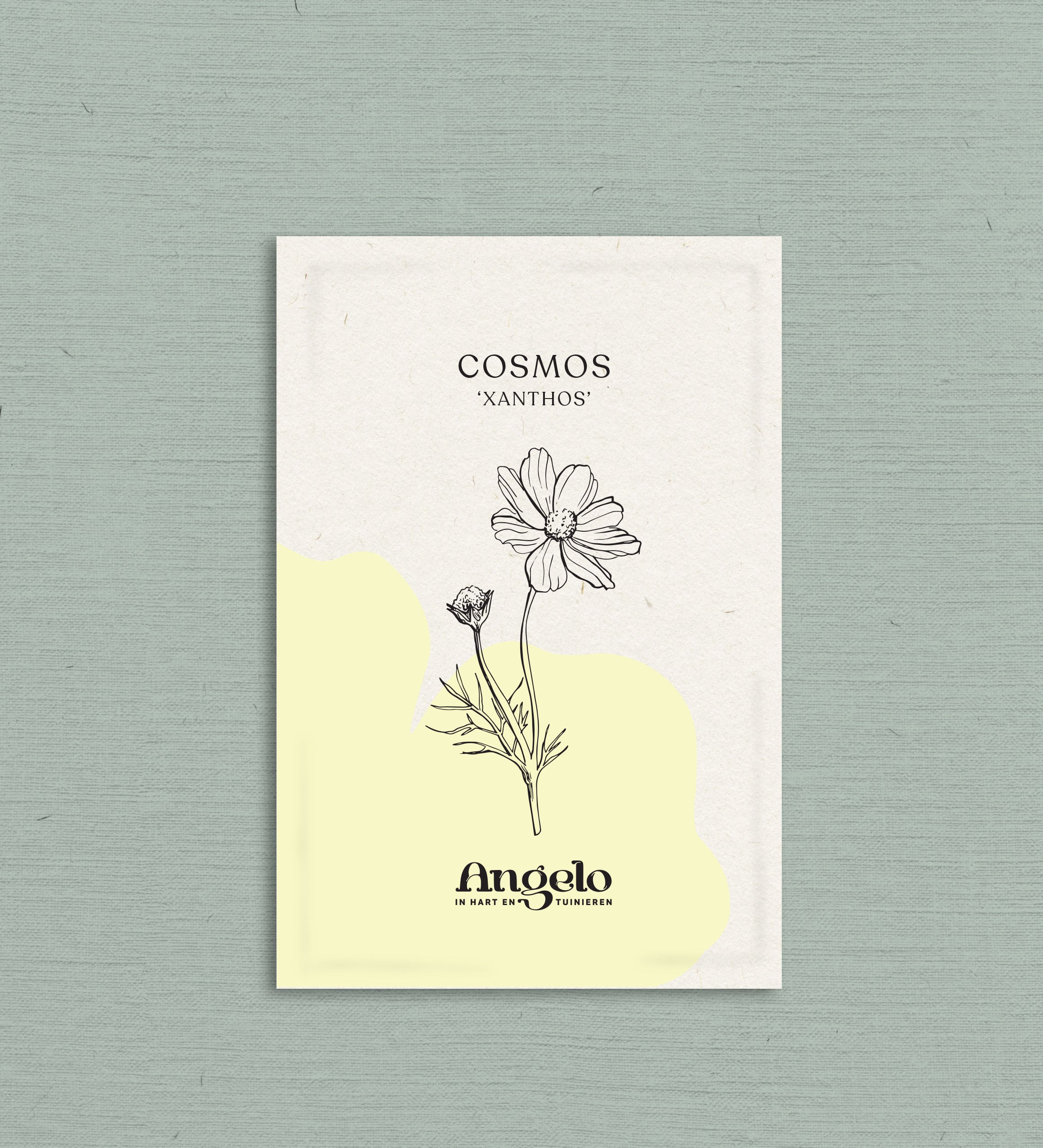 Cosmos bipinnatus 'xanthos'-Angelo