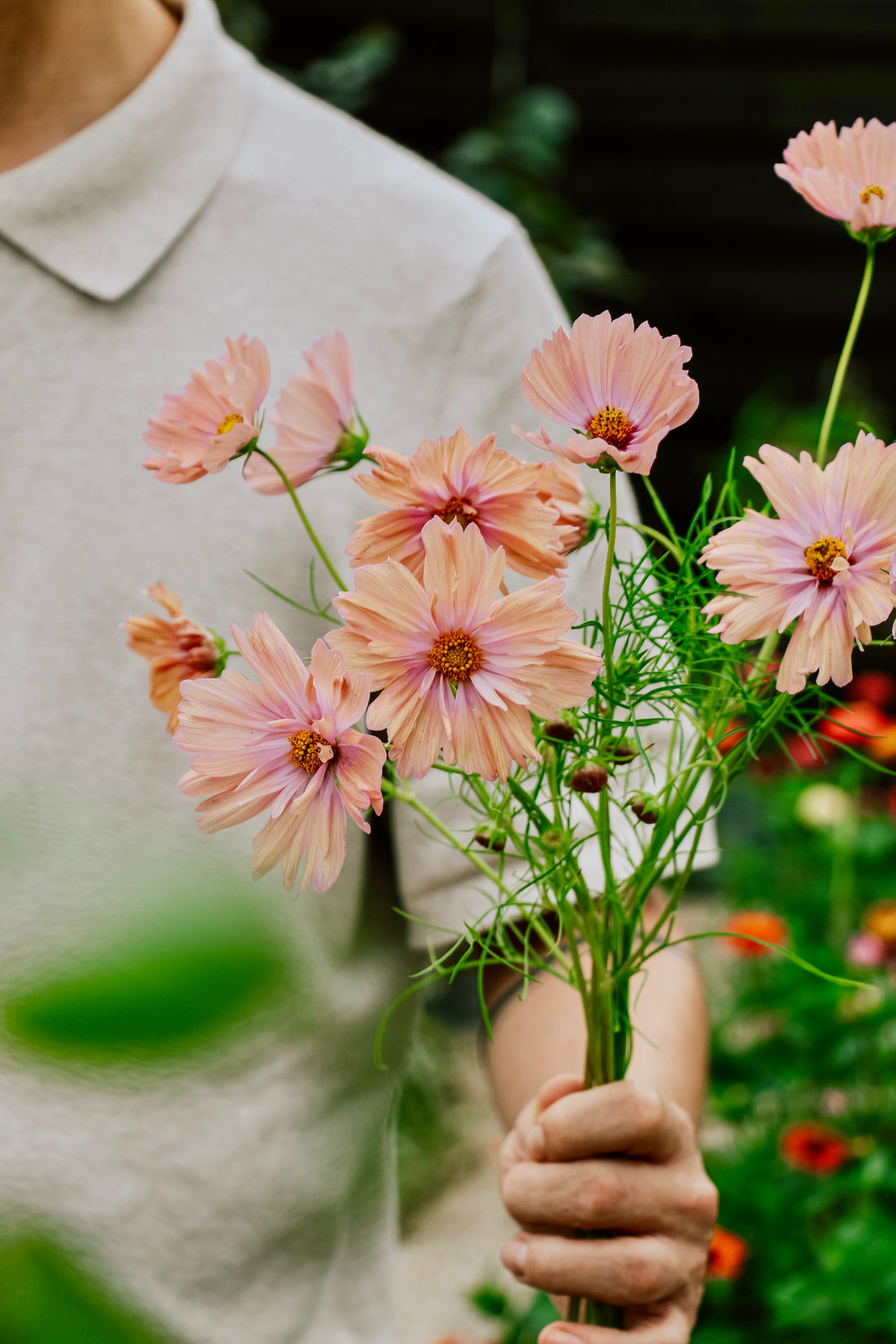 Cosmos bipinnatus &