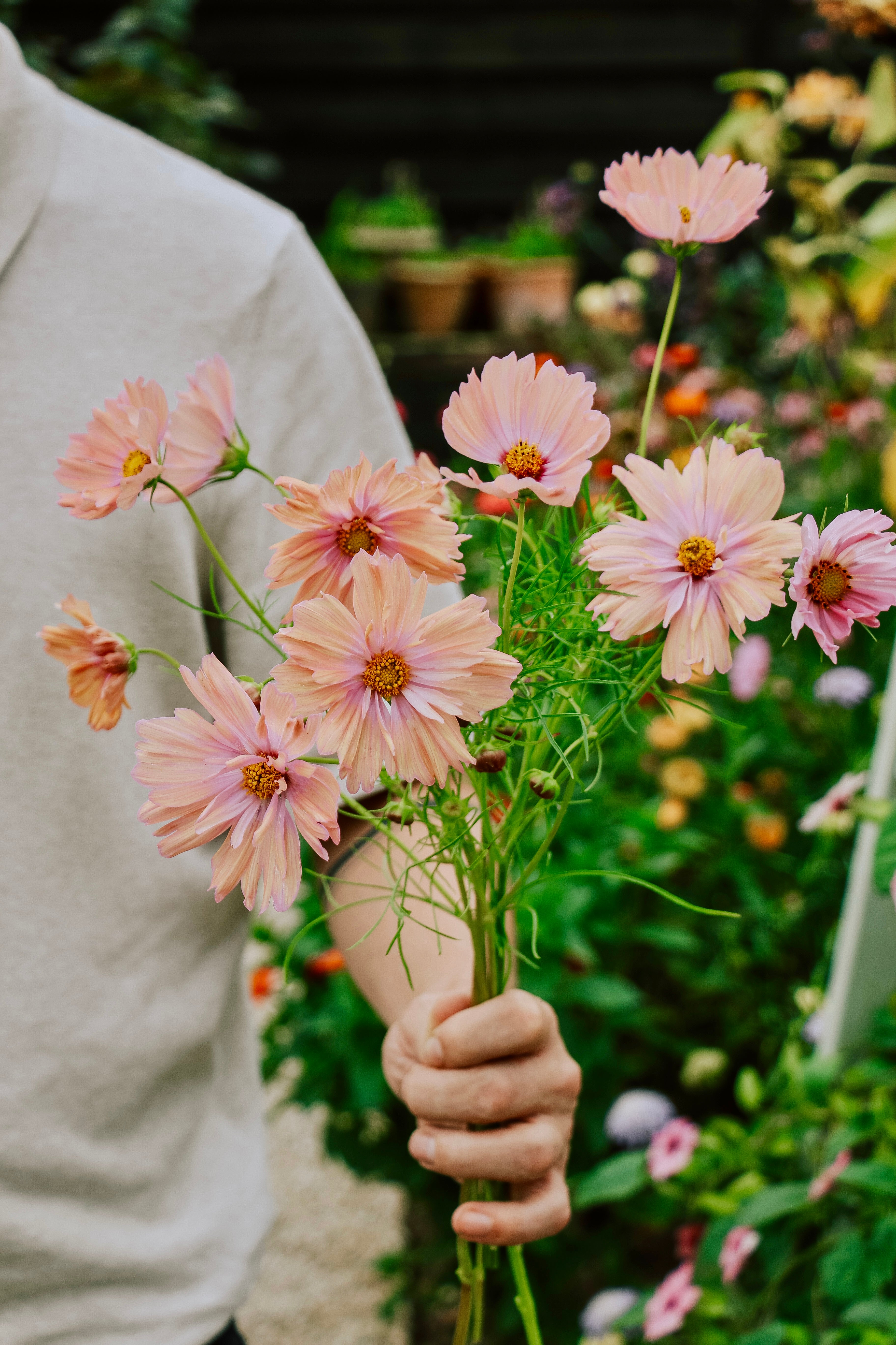 Cosmos bipinnatus &