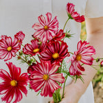 Cosmos bipinnatus 'Velouette'-Angelo