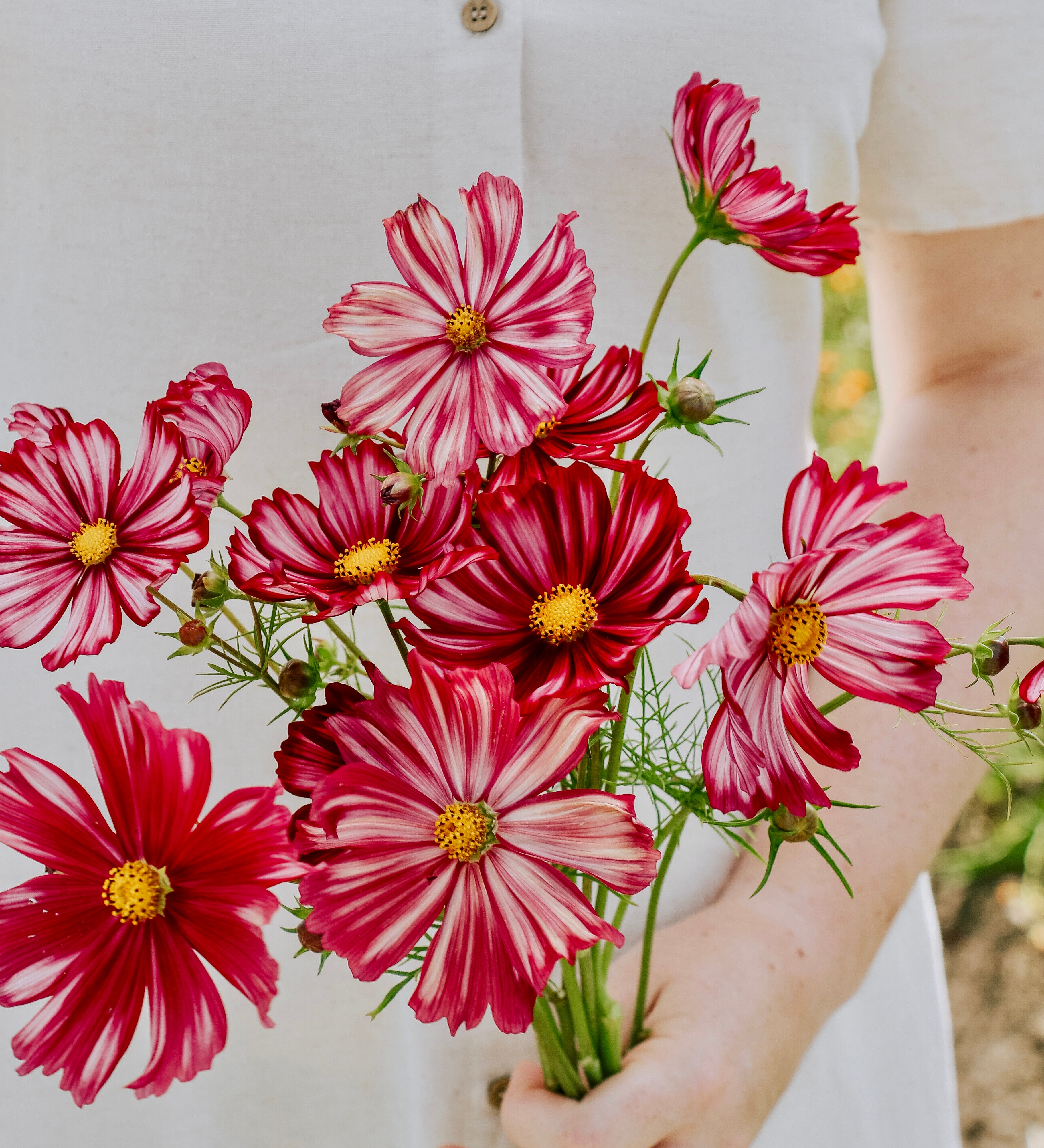 Cosmos bipinnatus 'Velouette'-Angelo
