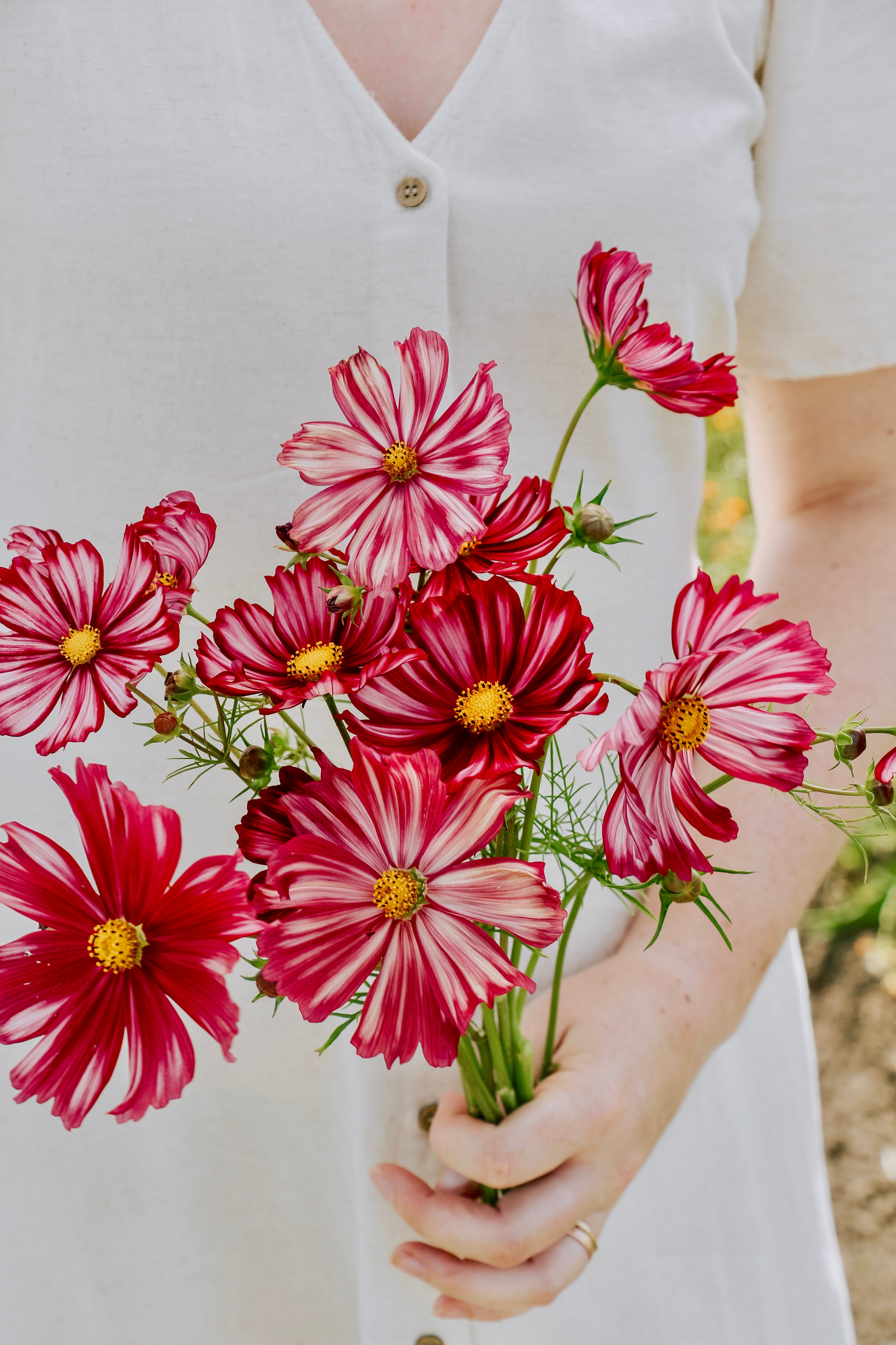 Cosmos bipinnatus 'Velouette'-Angelo