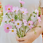 Cosmos bipinnatus 'Cosimo Collarette'-Angelo