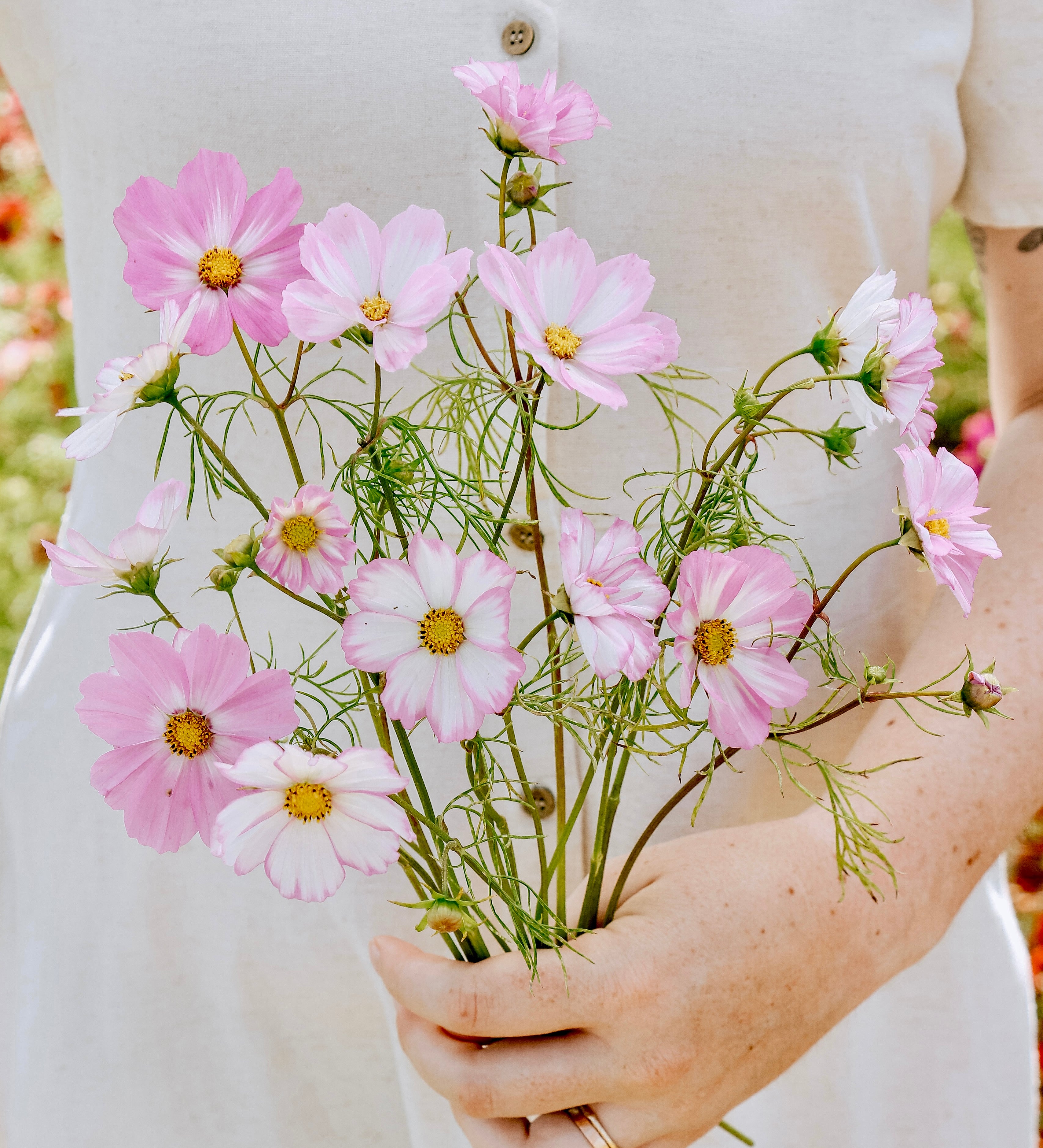Cosmos bipinnatus 'Cosimo Collarette'-Angelo